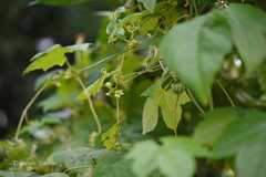 Diplocyclos palmatus